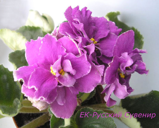 -Русский Сувенир.jpg