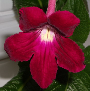 streps Christmas Morning 2006 04 24.jpg