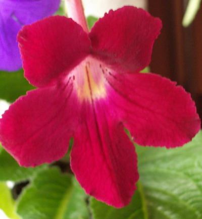 streps Christmas Morning 2006 04 22.jpg