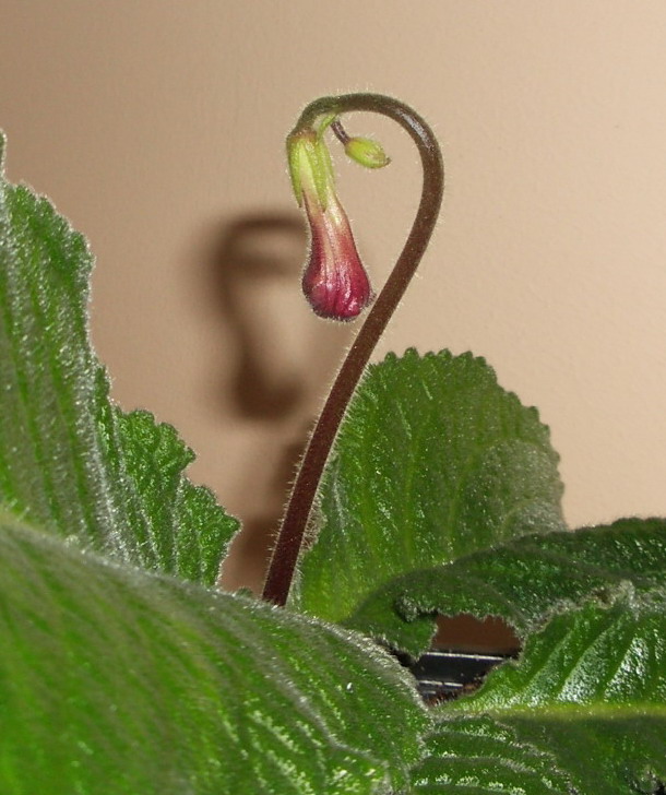 streps Christmas Morning 2006 04 20.jpg