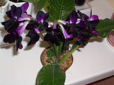 streps Bristol's Blackbird 2006 04 23.jpg