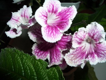 streps Bristol’s Petticoats 2006 04 22.jpg