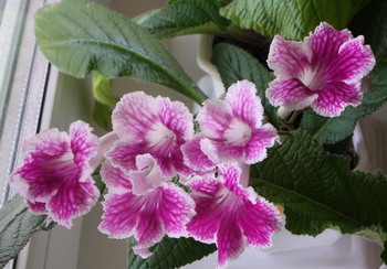 streps Bristol’s Petticoats 2006 04 23.jpg