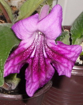 streps 001 2006 04 26.jpg