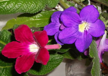 streps - 2006 04 22.jpg