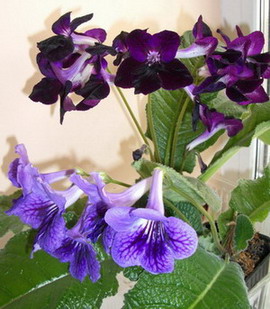 streps - 2006 04 24.jpg