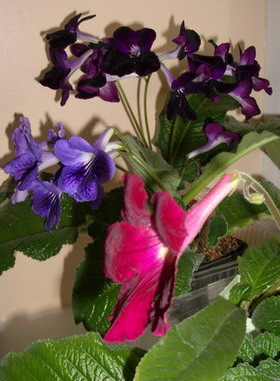 streps - 2006 04 25.jpg