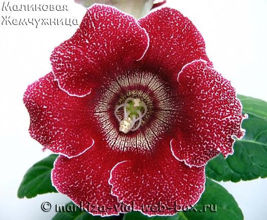 Жемчужница1.JPG