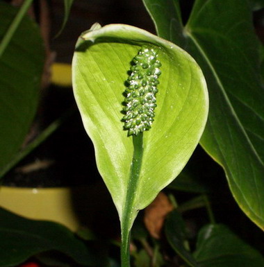 spatifilum 2006 04 23.jpg