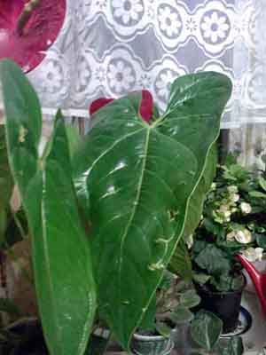 Anturium1.jpg