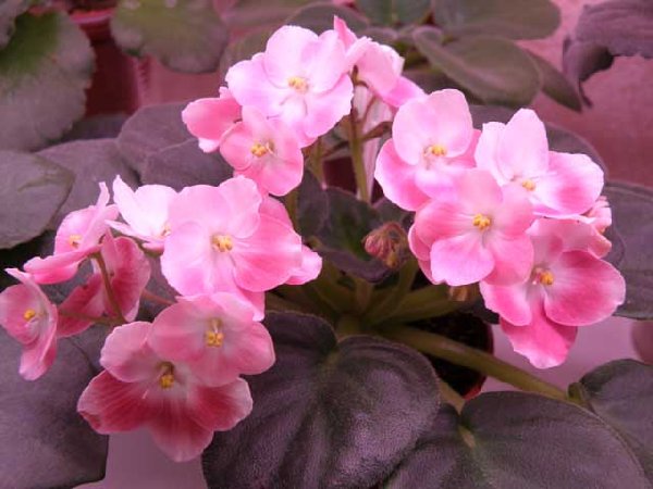 Mac's Will-o-the wisp gg.jpg