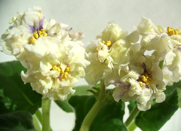 Ек-золотая антилопа. Это уже мы распустились. Очень забавные &quot;кракозяблы&quot;