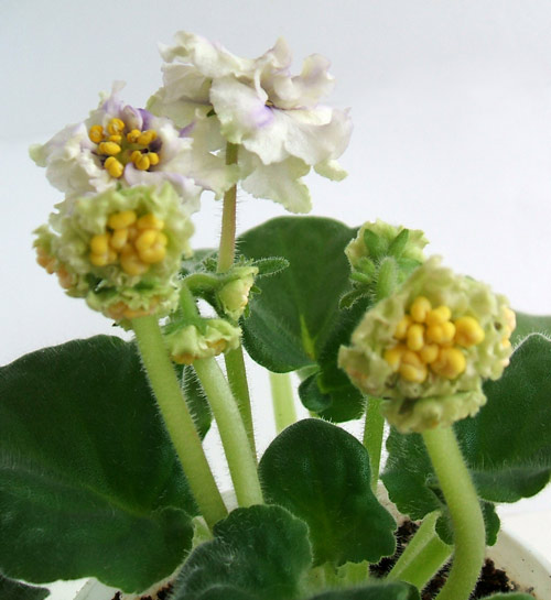 Ек-золотая антилопа. Сначала вырастают тычинки, а потом лепестки