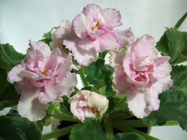 ЕК-любовь и голуби. Розетка и цветоносы &quot;не подкачали&quot;