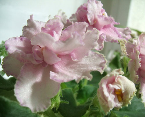 ЕК-любовь и голуби. Очень нежный сорт.