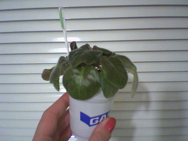 Киссин Бандит