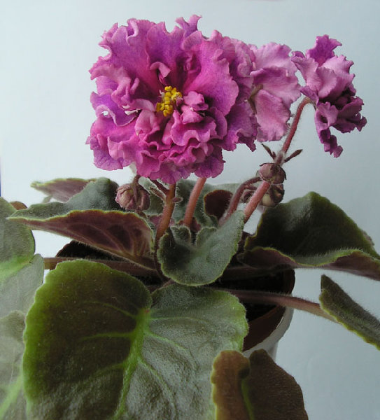 -Богиня Красоты.jpg