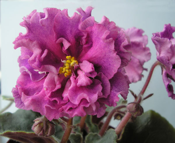 -Богиня Красоты макро.jpg