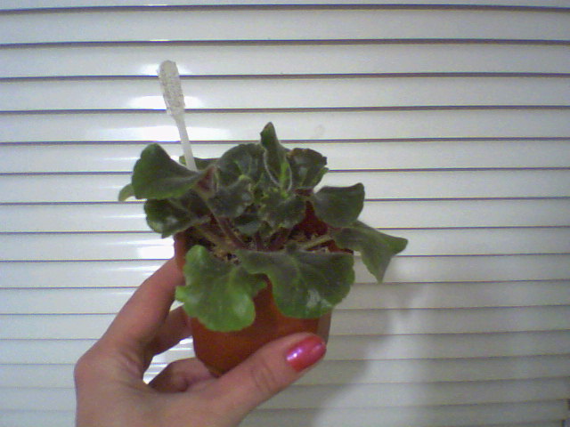 Санкоаст Фрилли Дилли