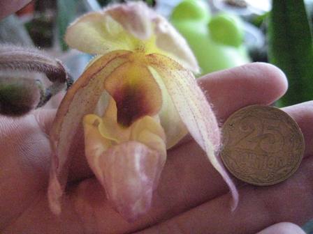 Размерчик чуть больше монетки на фото