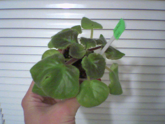 Эмерелд Лав