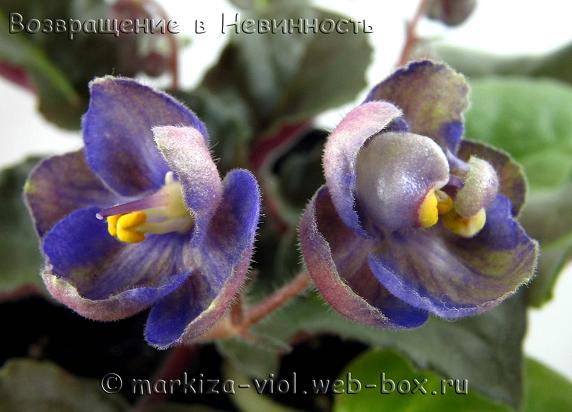 в Невинность.JPG