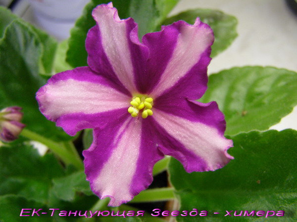 -Танцующая Звезда химера.jpg