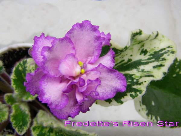 Fredette's Risen Star (Fredette).jpg