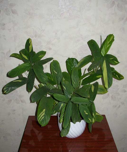 Голден мозаик