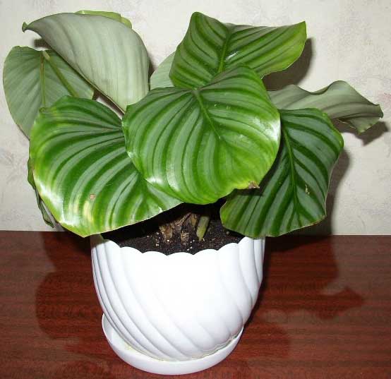 Калатея Орната