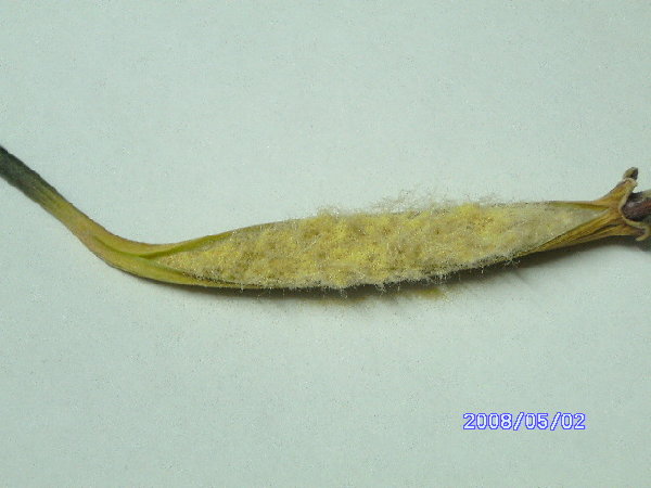 Срезанный, он все равно раскрывался дальше.