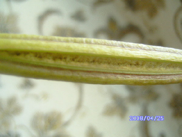 и таким я его срезала.