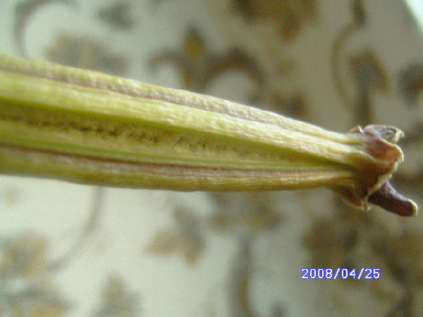 Таким он стал за ночь,