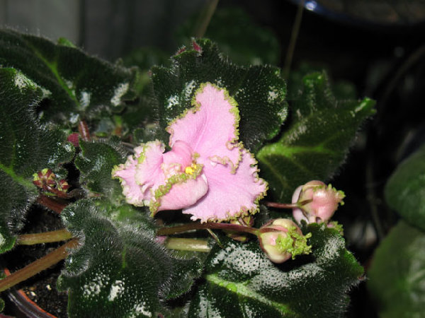 Цитронелла