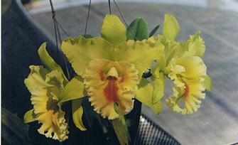 TL. 6490 Blc. Port of Bangkok (5” 2-3 blooms) B/S US$ 7.00 - 1 шт.