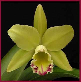 TL. 6193 Blc. Greenwich ‘Elmhurst’ AM/ASOS (5 ?”, green with red lips) B/S US$ 5.00 - 1 шт.