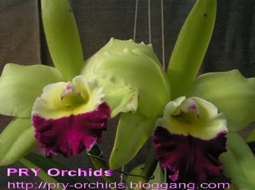 TL. 6482 Blc. Memoria A-Nunt Meesangnil (5”, olvie green with colour lips) B/S US$ 6.00 - 1 шт.