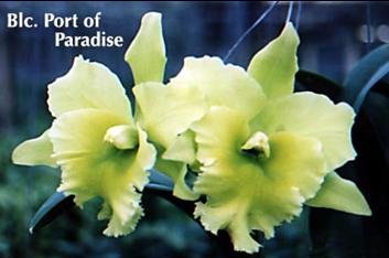 TL. 6182 Blc. Port of Paradise “GGG” (5” , 2 blooms) B/S US$ 6.00 - 1 шт.