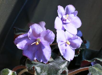 в невинность.JPG