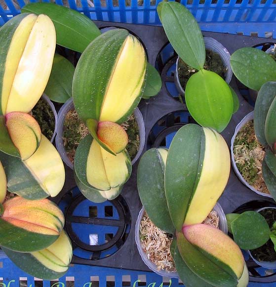 Dtps.Queen Beer[joy_127]$27.21.jpg