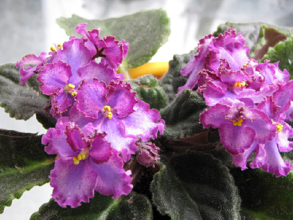 Opera’s Il Staniero 1.jpg