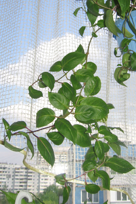 пинк маршалов