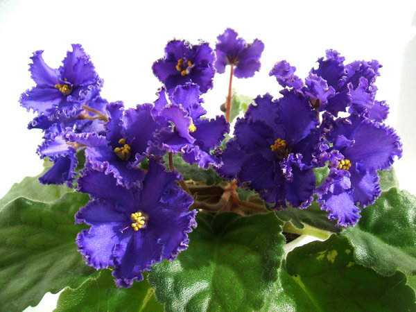 RD’s Kerryn. Самая послушная розетка!