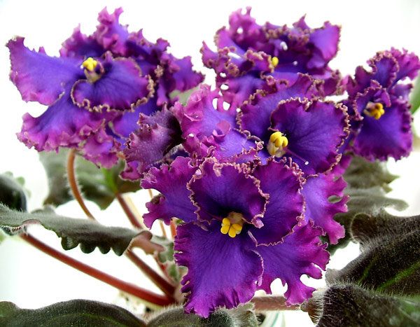 Неоновая бабочка. Цвет непередаваемо яркий.