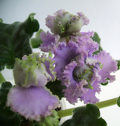 Quilting Bee. Капуста еще та!