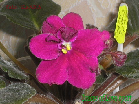 При полном роспуске бутона цвет светлеет