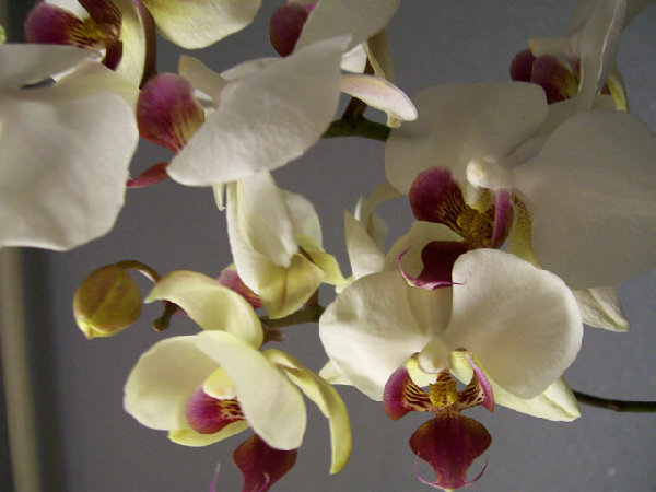 Phalaenopsis_hybr_1.jpg