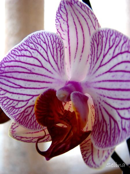 Ура! Распустился первый цветочек!!!