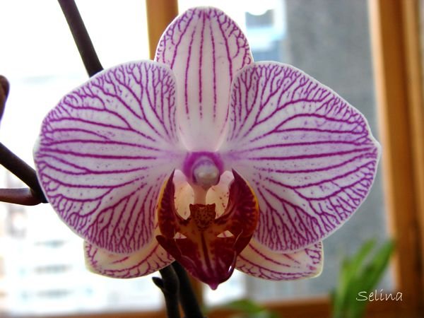 Вот такие вот мы поласатики