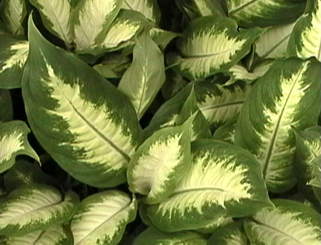 Dieffenbachia.jpg
